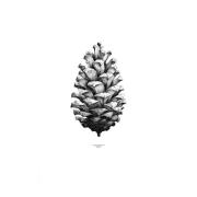 Paper Collective 1:1 Pine Cone plakat hvid, 50 x 70 cm