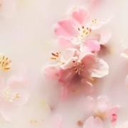 Rituals The Ritual of Sakura Anti-Perspirant Spray 50ml