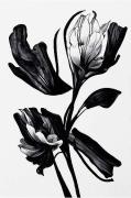 Plakat Black Flower
