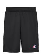 Bermuda Champion Black