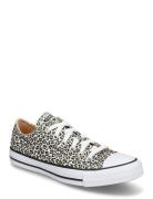 Ctas Ox Black/Coastal Dune/Egret Converse Patterned